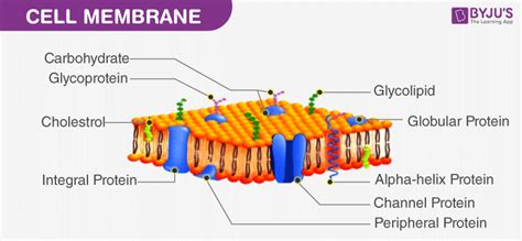 What Colour Is A Cell Membrane Byjus