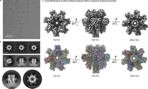 Cryo EM Structure Of Large Unilamellar Vesicle Embedded VCC A A