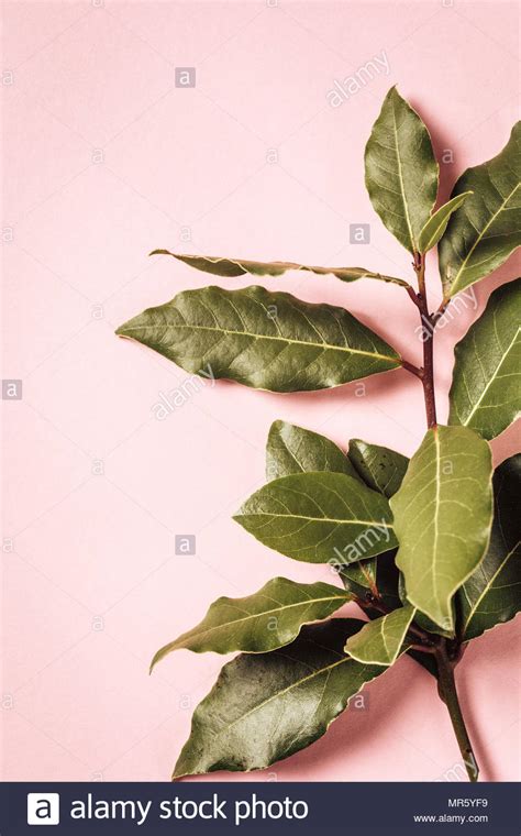 Laurel Branch On Hi Res Stock Photography And Images Alamy