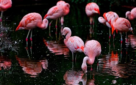 Flamingo Full Hd Wallpaper And Background Image 2560x1600 Id337782