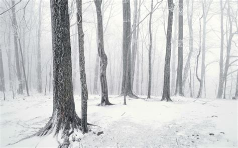 Wallpaper Trees Wood Branch Frost Freezing Tree Fog Blizzard