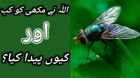 Allah Ne Makhi Kyu Banai History Of Houseflies Imam Ali R A Ka