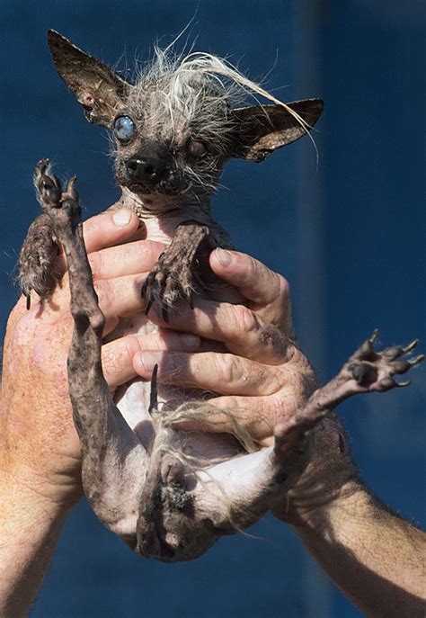 Worlds Ugliest Dog Of 2015 Isquasi Modo—see Pics Of The Competition