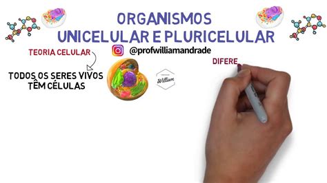 Resumo Organismos Unicelulares E Pluricelulares Multicelulares