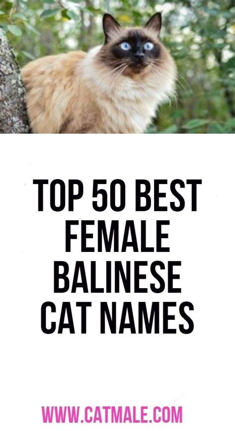 Balinese Cat Names Newyorkcaterryus