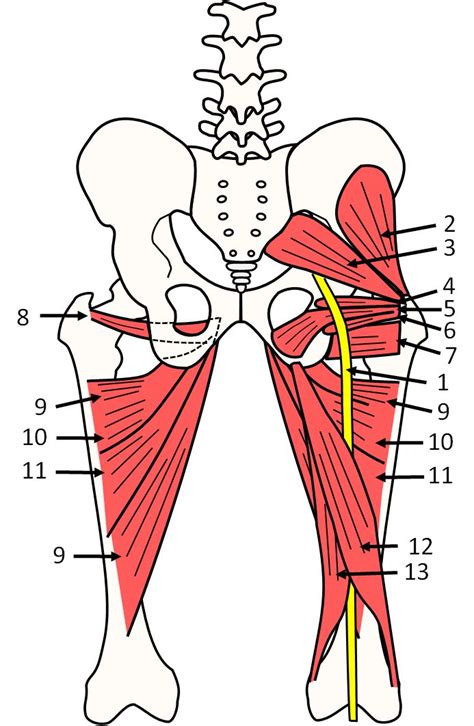 Muscles Of The Lower Back And Buttocks Diagram