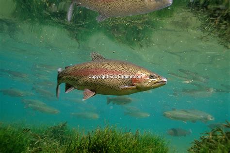 Rainbow Trout Engbretson Underwater Photography