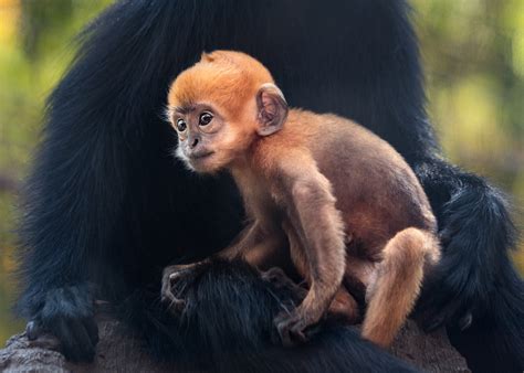 Meet The Two New Baby Monkeys From Los Angeles Zoo Plants And Animals