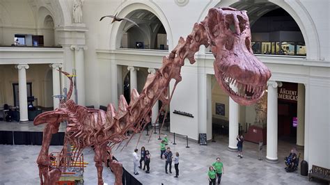 Field Museum Scientists Assemble Maximo Largest Dinosaur Discovered To