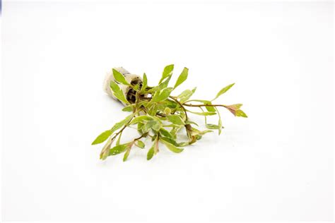 Ludwigia Pink — Buce Plant