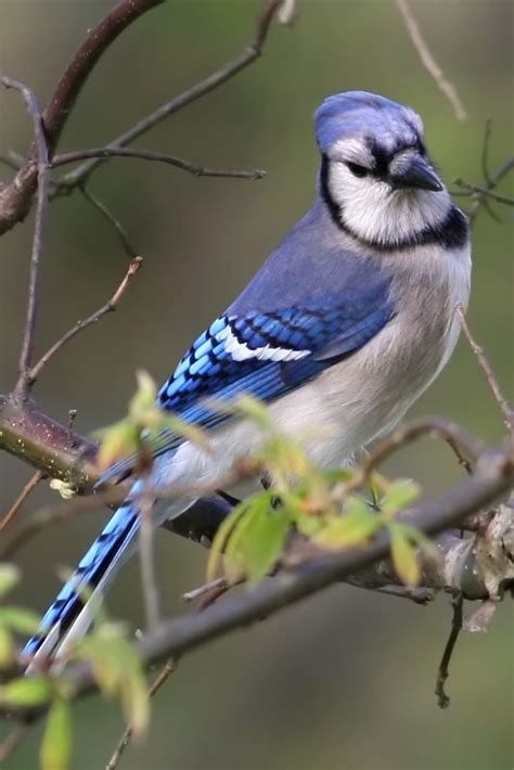 Bluejay The Prettiest Bird Ive Seen Pájaros Hermosos Aves Pajaros