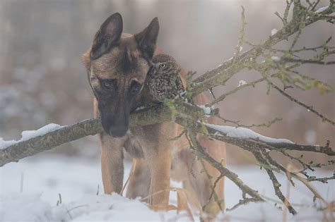 Dog And Owl Are Inseparable Friends