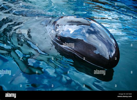 False Killer Whale Pseudorca Crassidens Oahu Hawaii N Pacific Stock