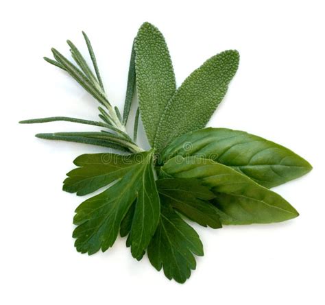 Fresh Herb Leaves Stock Photo Image Of Gourmet Herbal 14983302