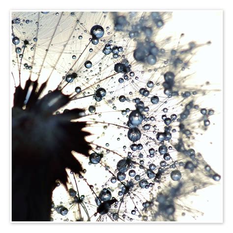 Dandelion Drops Of Water Around Print By Julia Delgado Posterlounge