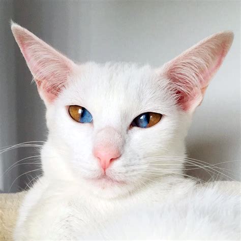Rare Cat Eye Colors