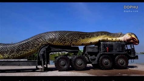 scoperto il serpente più grande del mondo YouTube
