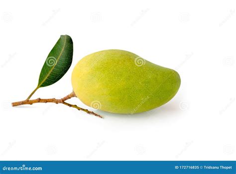 Isolated Green Mango Fruit Stock Image Image Of Freshness 172716835