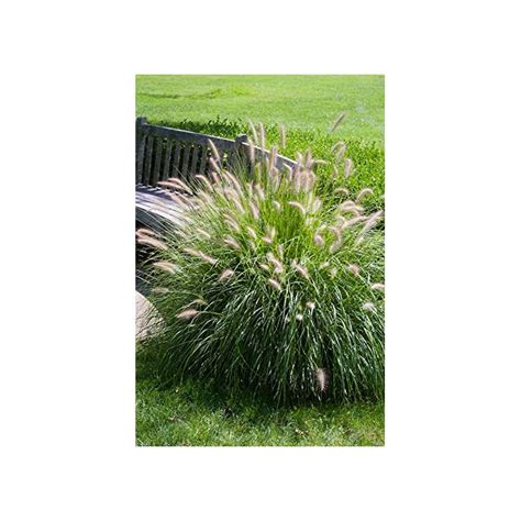 Pennisetum Alopecuroides Hameln Dwarf Fountain Grass From Saunders My