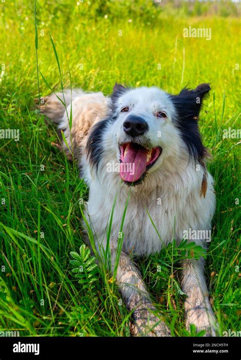 Portrait Of An Old White Dog Breed Yakut Laika Lies On The Grass In A