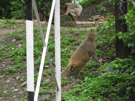 I Am A Levitating Monkey Yoga Freedom