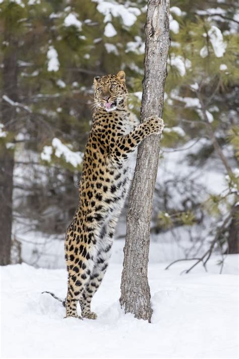 Amur Leopard Stock Photo Image Of Carnivore Dangerous 63290482