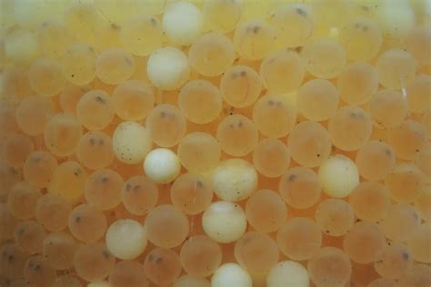 Fertilized Vs Unfertilized Neon Tetra Eggs A Complete Guide Pet