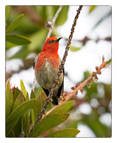 Scarlet Honeyeater Tathra Nsw Australian Birds Birds Animals