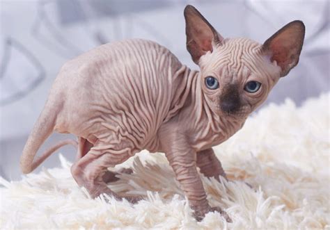 Best Cats With Big Ears That Youll Love Pets Nurturing