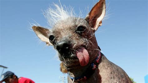 What Breed Is The Ugliest Dog In The World