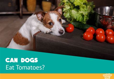 Can Dogs Eat Tomatoes Tomato Pet Diet Risks And Benefits Explained