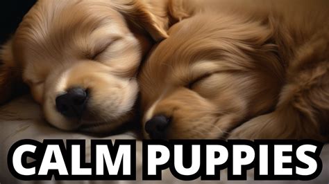 Relaxing Music For Puppy To Sleep And Relax Womb Sound To Calm