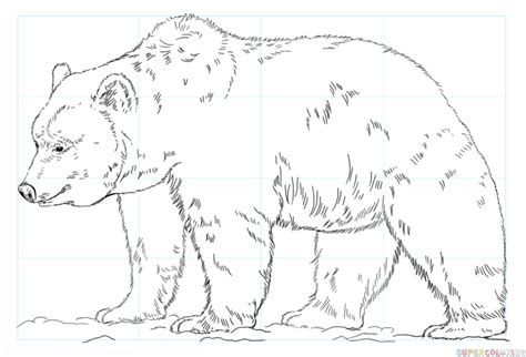How To Draw Grizzly Bear Step By Step Drawing Tutorials