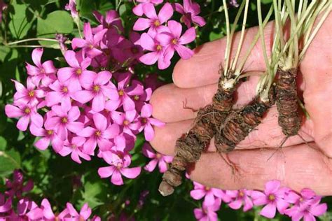 Oxalis articulata