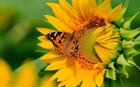 Sunflower And Butterfly Wallpapers Top Free Sunflower And Butterfly Backgrounds Wallpaperaccess