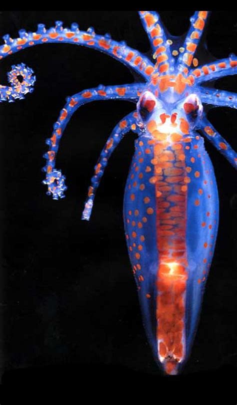 Cephalopod Planktonic Octopus Paralarva Beautiful Sea Creatures