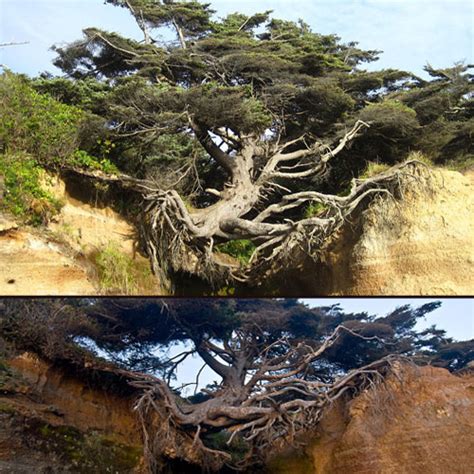 Amazing tree found without roots Part 1, khaskhabar.com