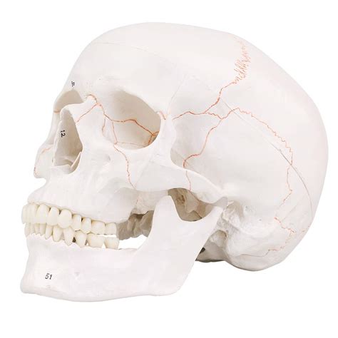 Ronten Human Skull Model With Newest Laser Etched Fonts Life Size