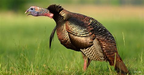 Wild Turkey Truths Its A Fact Mossy Oak Gamekeeper