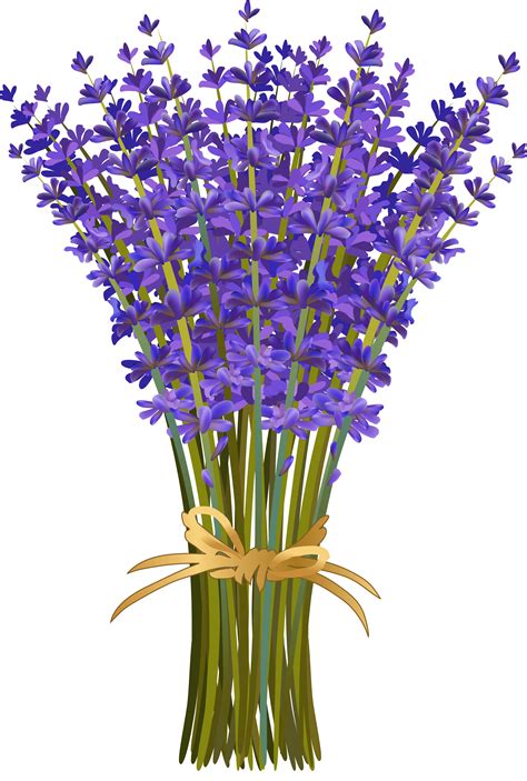 Pin By Ольга On Винтажные цветы Флора Lavender Flowers Lavender