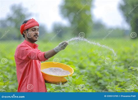 Indian Farmer Spreading Fertilizer In The Green Cotton Field Stock Image Image Of Male