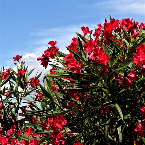 Laurier Rose Nerium Oleander Rouge Hauteur 6080cm En Pot De 10