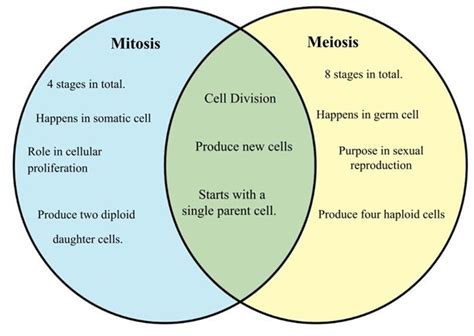 Difference Between Mitosis And Meiosis Diffwiki