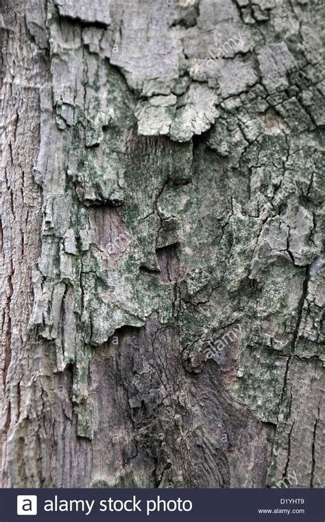Close Up Of Tree Bark Texture Suitable For Background