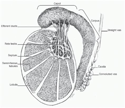 Anatomy Of The Testis Abdominal Key