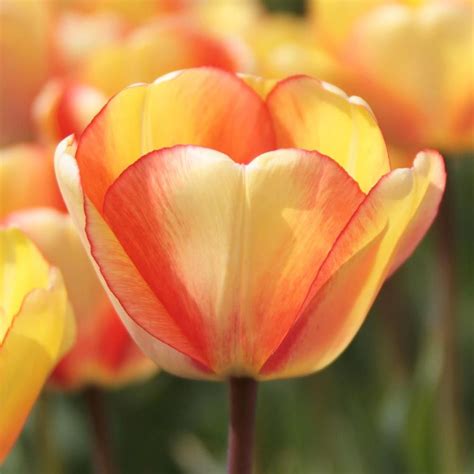 Tulip Beauty Of Spring Tulips Spring Tulips Rare Flowers