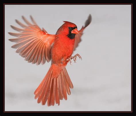 Male Cardinal Opened Up Photo By Photographer Scott Cromwell Photo