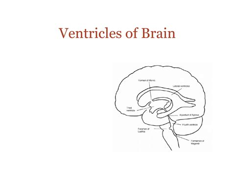 Solution Lecture Ventricles Of Brain Studypool