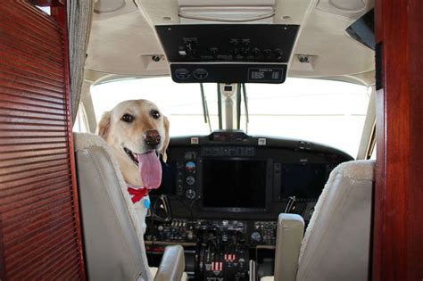 Meet The Pilot Pup That Has Flown Thousands Of Miles News Need News