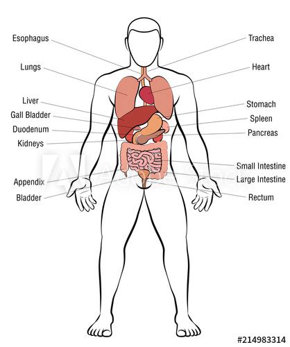Male Internal Organs Of The Body Human Body Internal